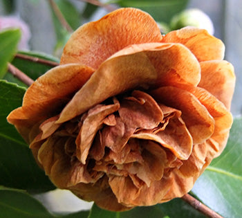 Camellia Flower Seeds Brown – Heirloom, Non-GMO, High Germination Seeds for Planting, Organic Garden Seeds