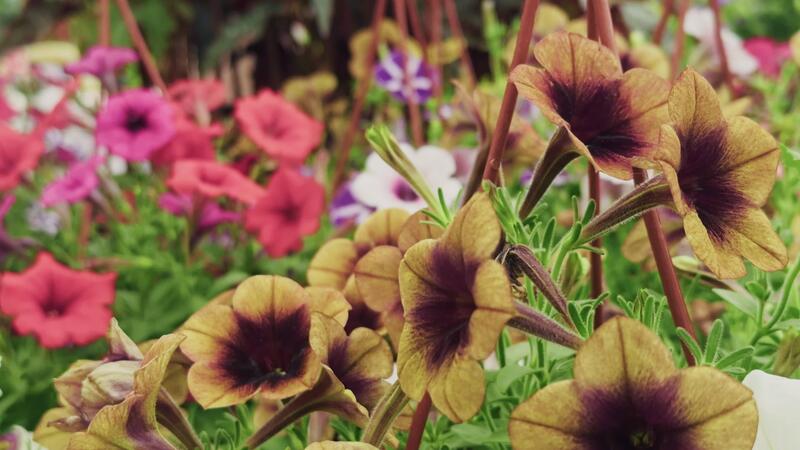 Brown Petunia Flower Seeds for Planting – Heirloom Non-GMO, High Germination Organic Garden Seeds