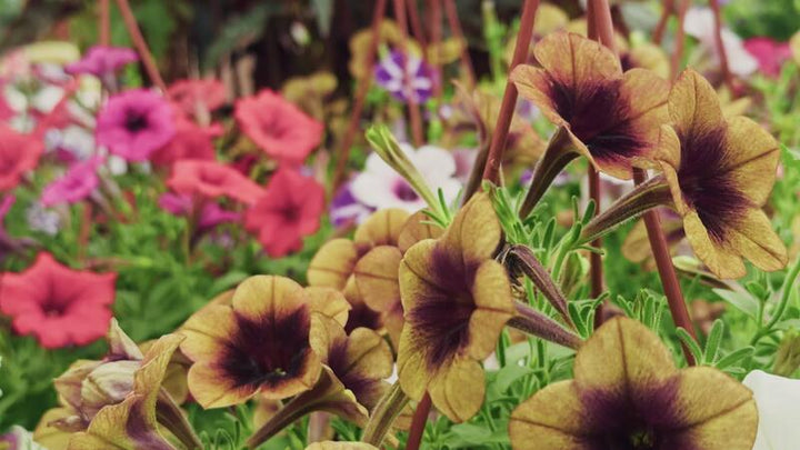 Brown Petunia Flower Seeds for Planting – Heirloom Non-GMO, High Germination Organic Garden Seeds