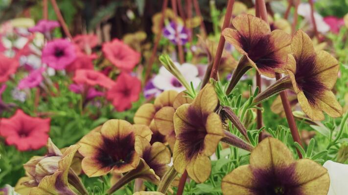 Brown Petunia Flower Seeds – Heirloom, Non-GMO, High Germination Organic Garden Seeds for Planting