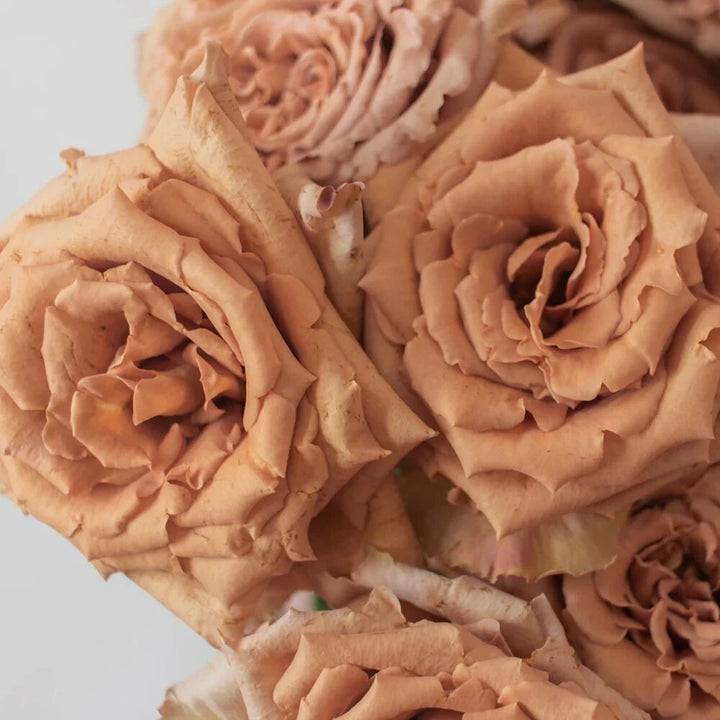 Brown Blooming Rose Flower Seeds – Heirloom, Non-GMO, High Germination, Organic Garden Seeds Seeds for Planting