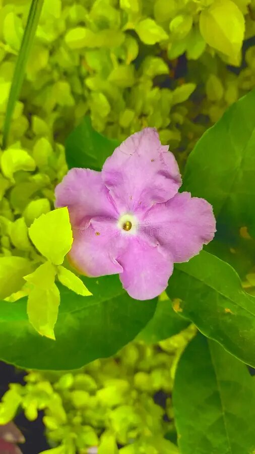 Brunfelsia Flower Seeds Pink – Heirloom, Non-GMO, High Germination Organic Garden Seeds