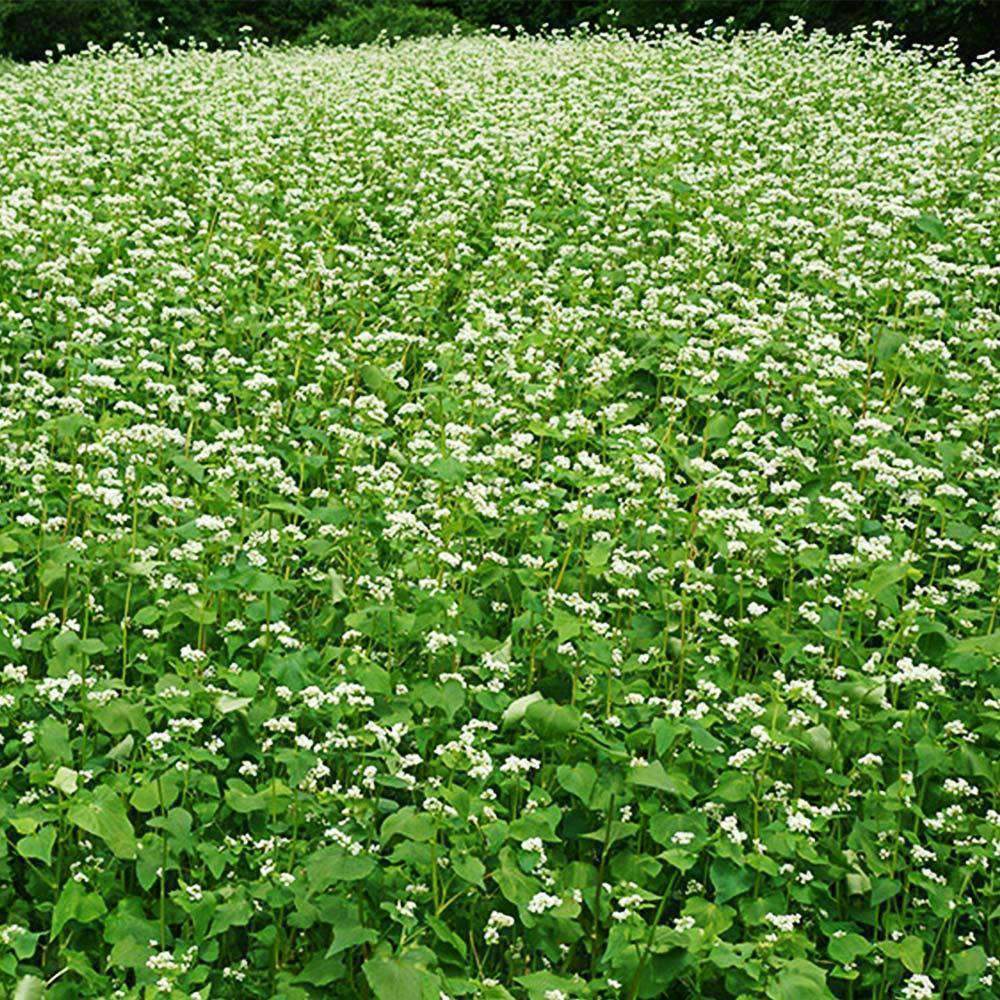 buckwheat for flower seeds