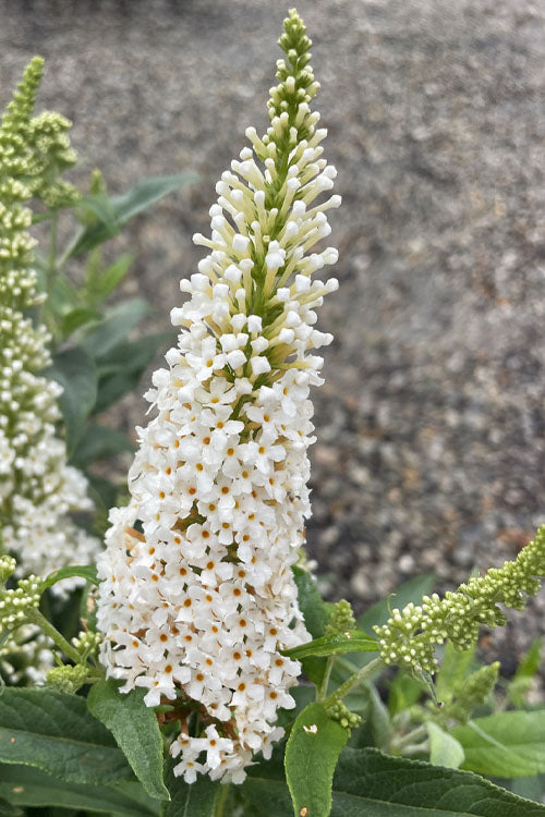 White Buddleia Flower Seeds – Heirloom, Non-GMO, High Germination Organic Garden Seeds for Planting