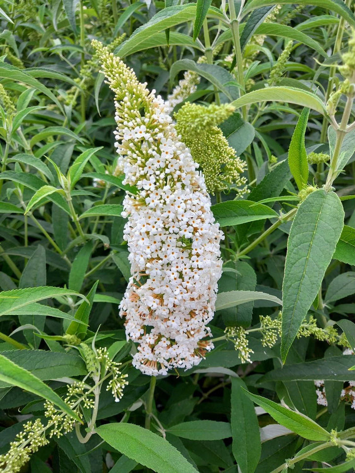 White Buddleia Flower Seeds – Heirloom, Non-GMO, High Germination Organic Garden Seeds for Planting