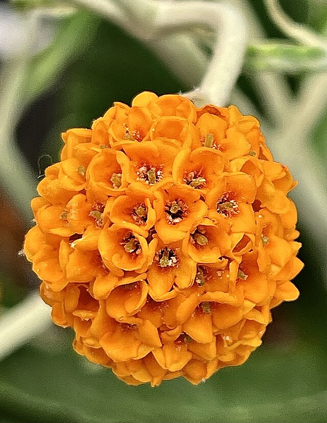 Orange Globosa Flower Seeds – Heirloom, Non-GMO, High Germination Seeds