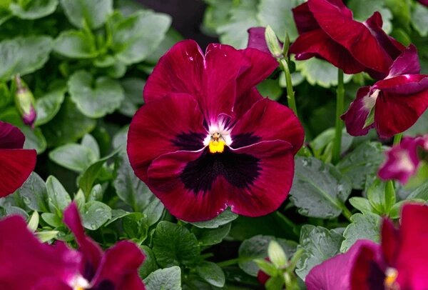 Maroon Pansy Flower Seeds – Heirloom, Non-GMO, High Germination Seeds