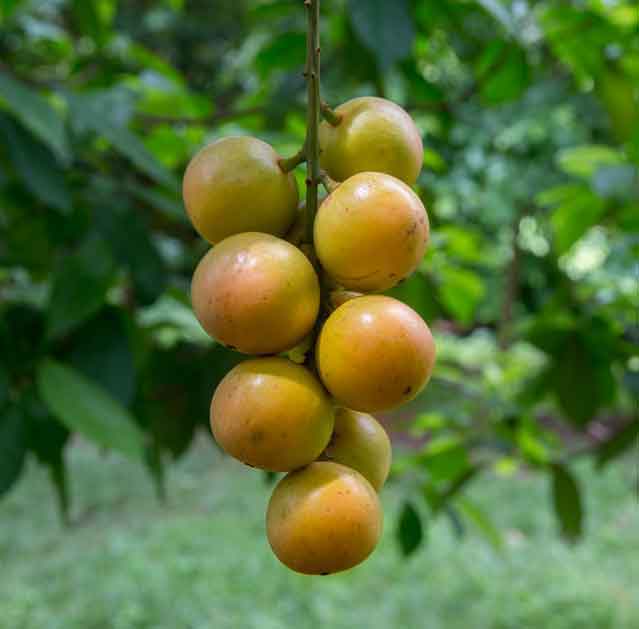 Burmese Grape Fruit Seeds for Planting – Heirloom Non-GMO High Germination Organic Garden Seeds for Sweet Tropical Fruits