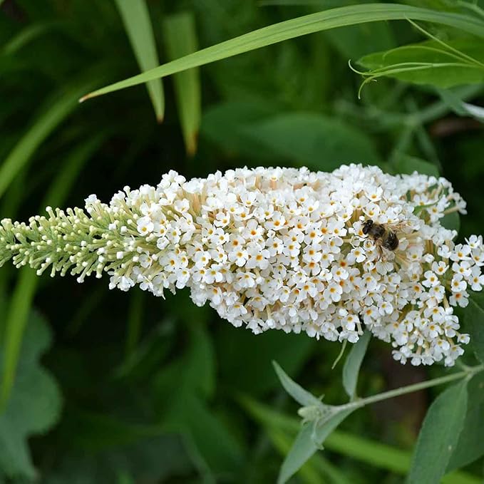 white bush flower seeds