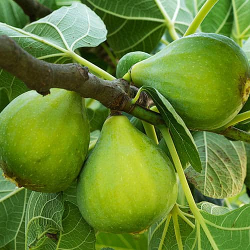Green Fig Tree Seeds for Planting – Heirloom Non-GMO High Germination Organic Garden Seeds