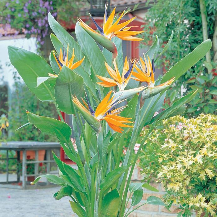 Mixed Strelitzia Flower Seeds – Heirloom, Non-GMO, High Germination Seeds