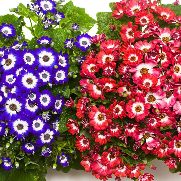 Mixed Cineraria Flower Seeds – Heirloom, Non-GMO, High Germination Seeds