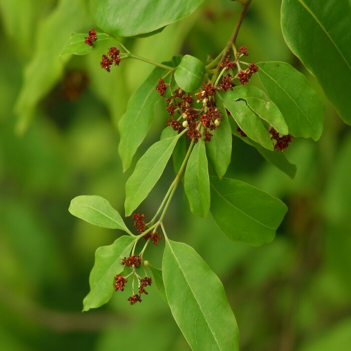Sandalwood Plant Seeds – Fragrant &amp; Sacred Tree for Your Garden – Heirloom, Non-GMO, High Germination Seeds