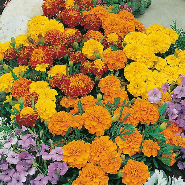 Mixed Marigold Flower Seeds – Heirloom, Non-GMO, High Germination Seeds