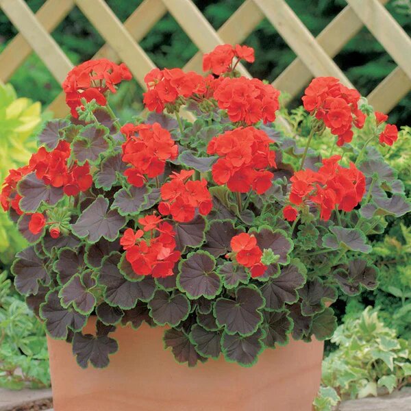 Geranium Flower Seeds Red – Heirloom, Non-GMO, High Germination Seeds