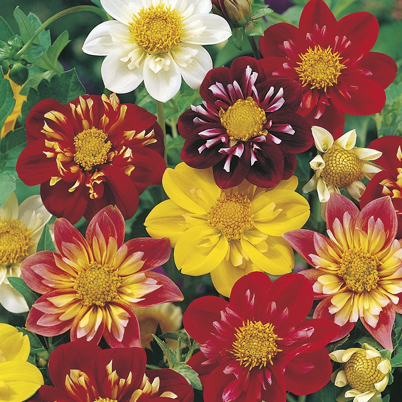 dahlia harlequin flower seeds