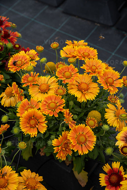 Orange Gaillardia Flower Seeds – Heirloom, Non-GMO, High Germination Seeds