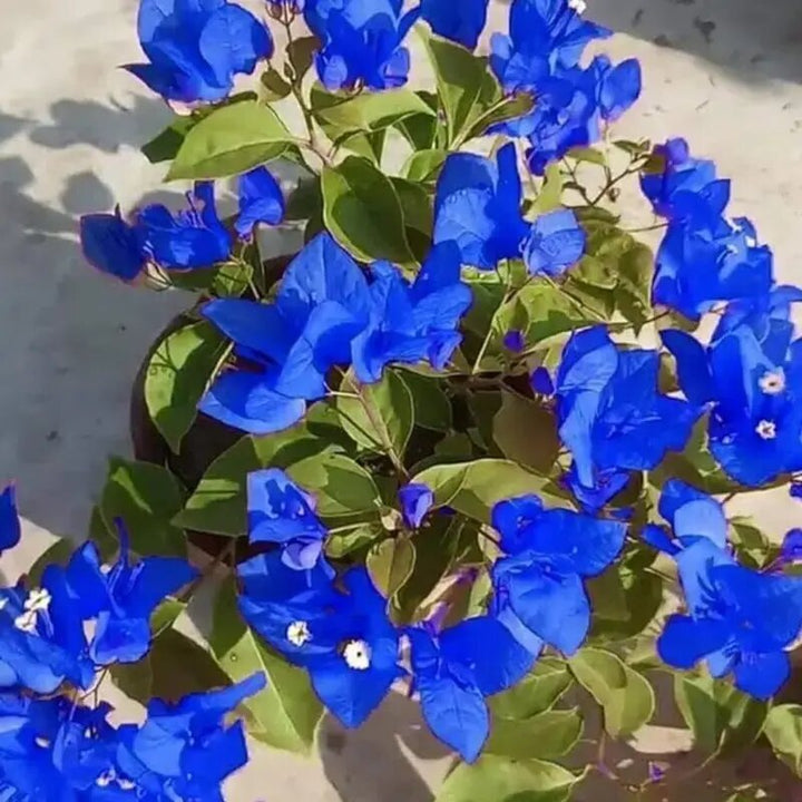 Blue Bougainvillea Flower Seeds – Heirloom Non-GMO, High Germination Organic Garden Seeds for Planting