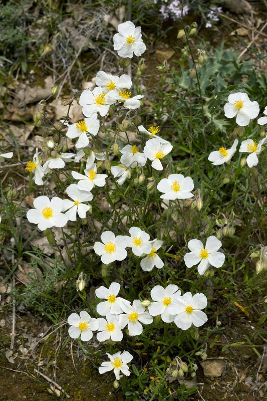 White Helianthemum Flower Seeds – Heirloom, Non-GMO, High Germination Seeds