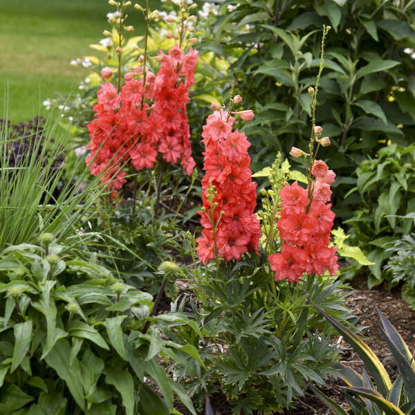 Orange Delphinium Flower Seeds – Heirloom Non-GMO High Germination Seeds