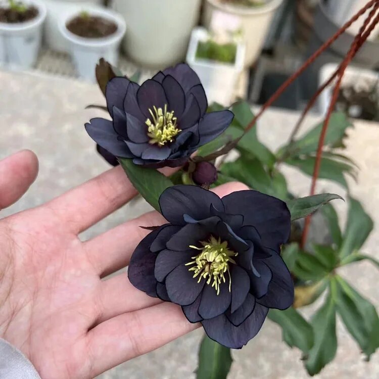 Hellebore Flower Seeds Black – Heirloom, Non-GMO, High Germination Seeds
