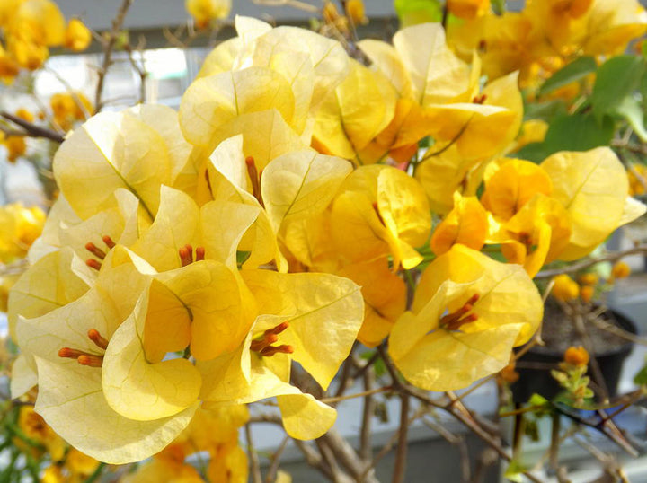 Giant Bougainvillea Flower Seeds Yellow – Heirloom, Non-GMO, High Germination Seeds