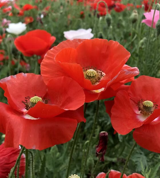 Coulteri Flower Seeds for Planting – Heirloom Non-GMO High Germination Organic Seeds