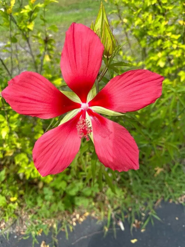 Red Hibiscus Coccineus Flowers Seeds – Heirloom, Non-GMO, High Germination Seeds