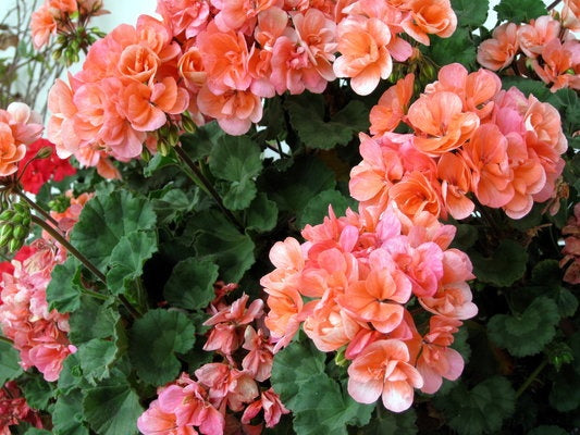 Orange White Geranium Flower Seeds – Heirloom, Non-GMO, High Germination Seeds