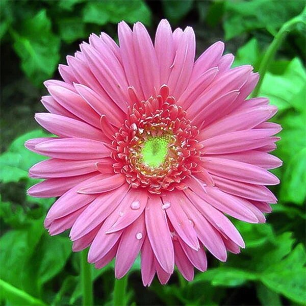 Pink Gerbera Flower Seeds – Heirloom, Non-GMO, High Germination Seeds for Planting