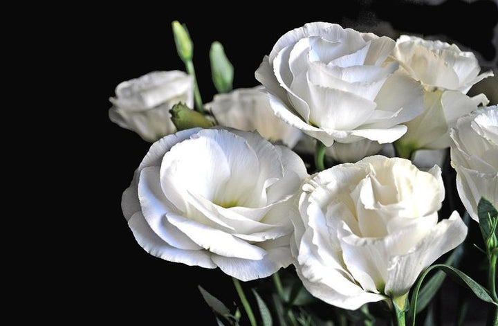 Semillas de flor Eustoma blanca – Herencia, no transgénicas, semillas de alta germinación