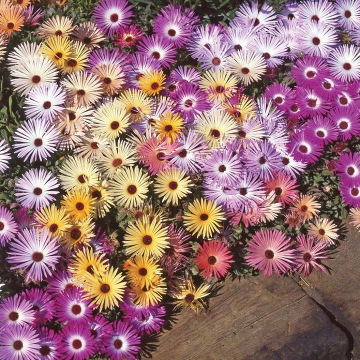 Mesembry Flower Seeds – Heirloom, Non-GMO, High Germination Seeds
