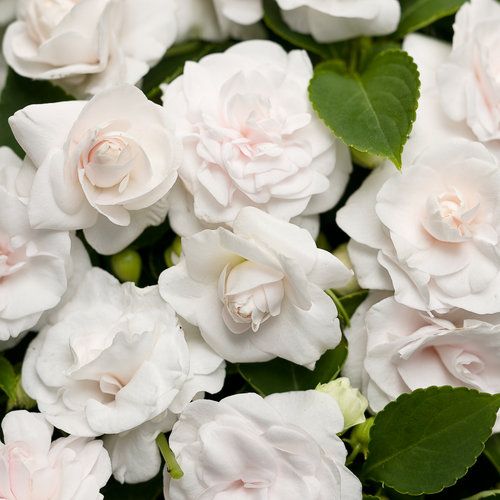 Achimenes Flower Seeds White for Planting – Heirloom Non-GMO High Germination Organic Garden Seeds