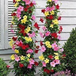 Climbing Mandevilla Sanderi Flower Seeds – Heirloom Non-GMO High Germination