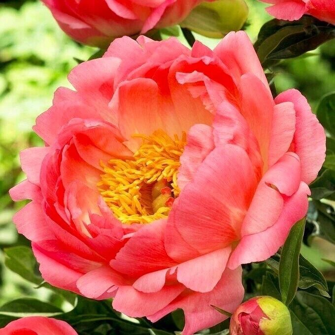 Orange Peony Flower Seeds – Heirloom, Non-GMO, High Germination Seeds