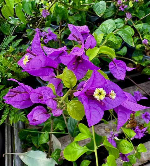 Violet Bougainvillea Flower Seeds – Heirloom, Non-GMO, High Germination Organic Garden Seeds