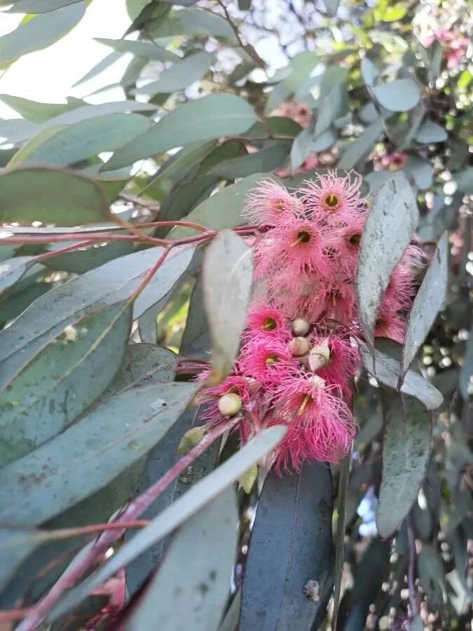 Pink Eucalyptus Sideroxylon Plant Seeds for Planting | Heirloom Non-GMO High Germination Seeds