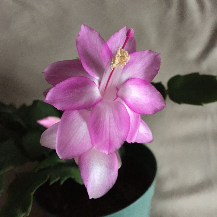 Light Pink Schlumbergera Flower Seeds for Planting – Heirloom, Non-GMO, High Germination Organic Garden Seeds