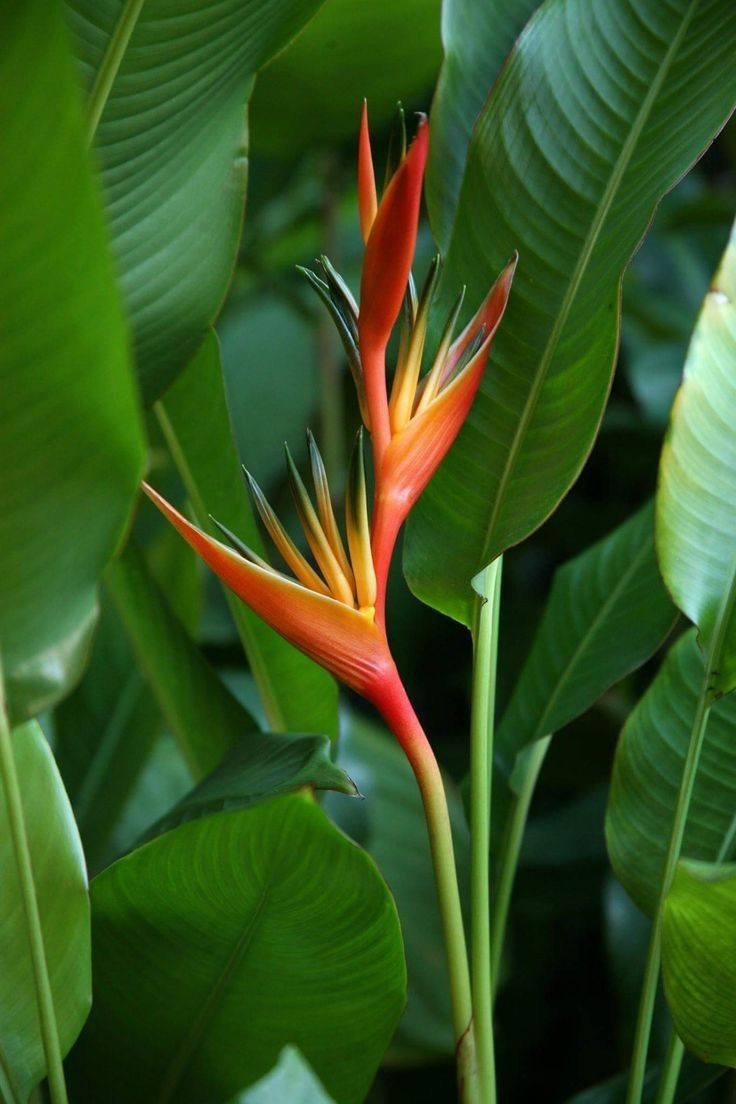 Perennial Bird Paradise Flower Seeds for Planting – Heirloom, Non-GMO, Organic Seeds