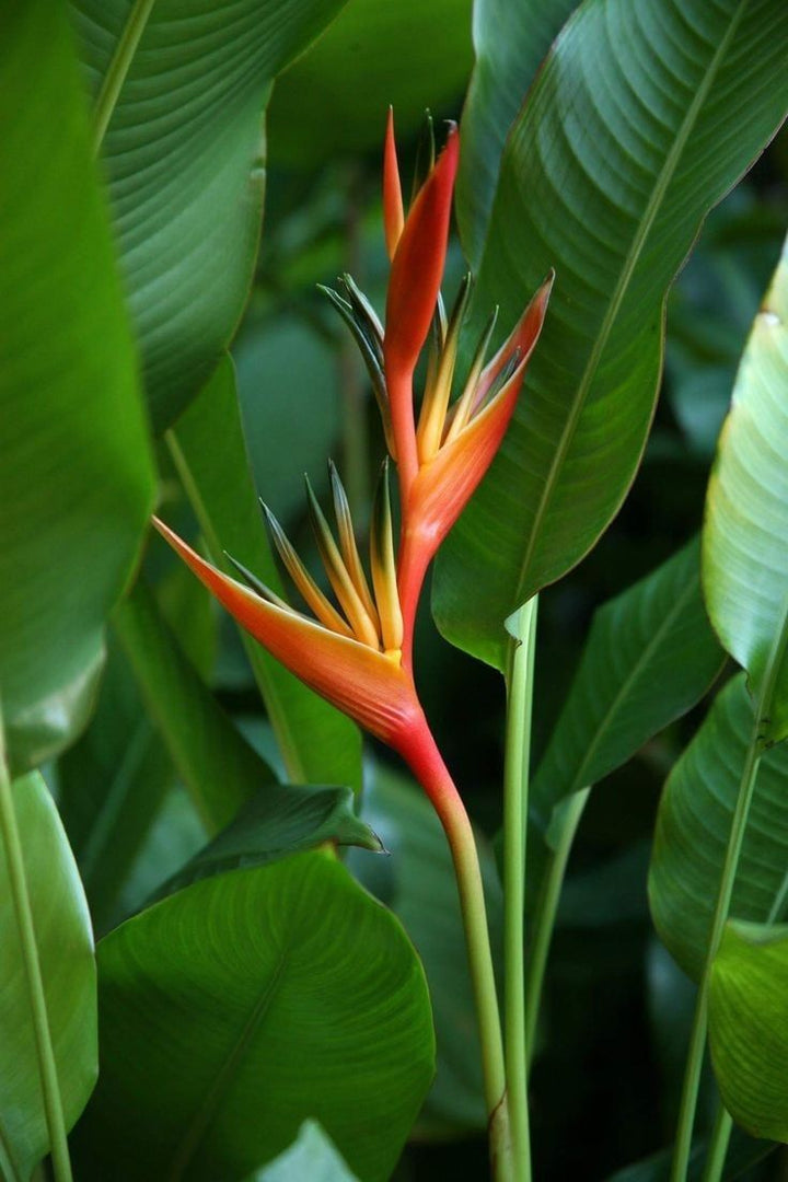 Perennial Bird Paradise Flower Seeds for Planting – Heirloom, Non-GMO, Organic Seeds