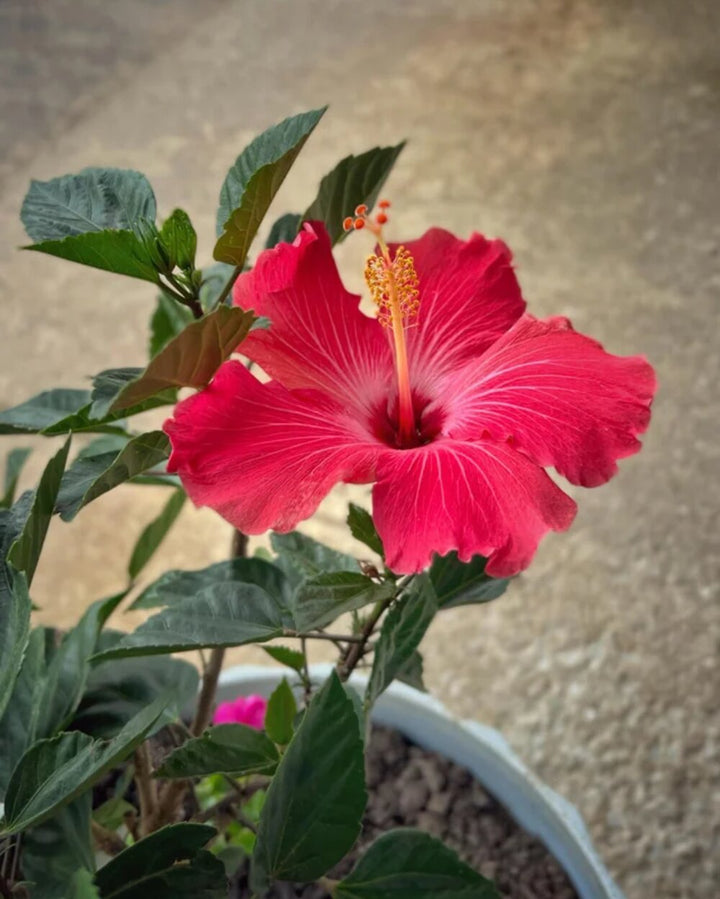 Giant Hibiscus Flower Seeds Red – Heirloom Non-GMO High Germination Organic Garden Seeds for Planting