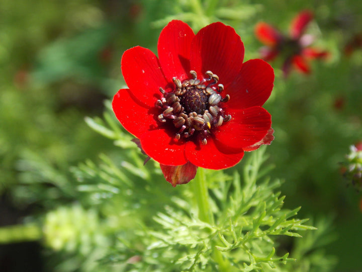 Red Adonis Annua Flower Seeds for Planting – Heirloom Non-GMO High Germination Organic Garden Seeds