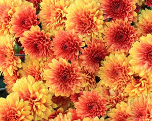 saffron sparkle flower seeds