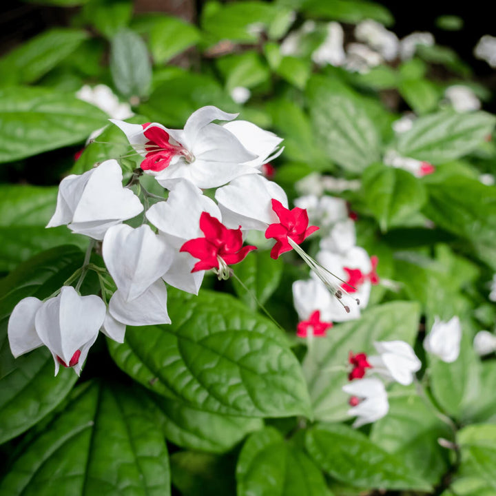 Bleeding Heart Flower Seeds for Planting – Heirloom Non-GMO High Germination