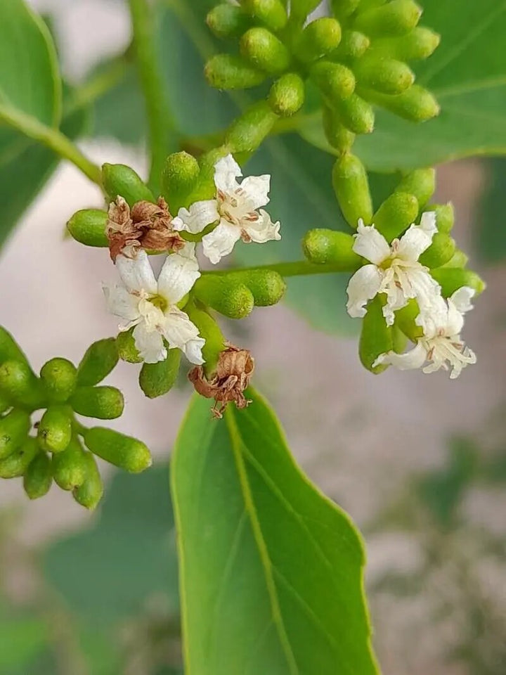 Dichotoma Flower Seeds – Heirloom, Non-GMO, High Germination Seeds for Planting