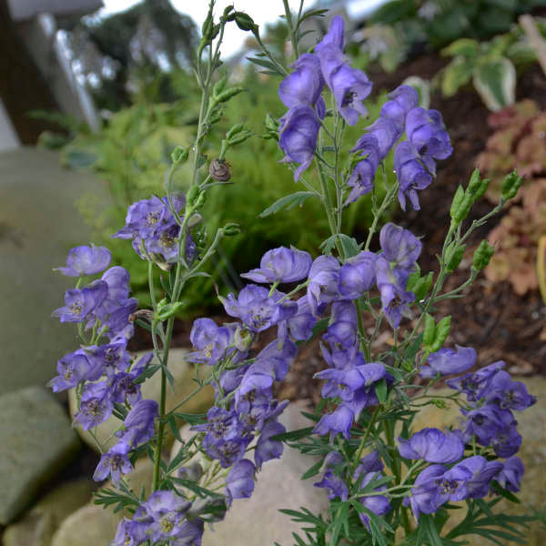 Aconitum Flower Seeds for Planting – Heirloom Non-GMO High Germination Organic Garden Seeds