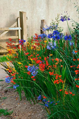 Crocosmia Flower Seeds Mixed – Heirloom, Non-GMO, High Germination Seeds