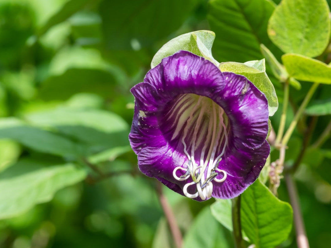 Purple Cobaea Flower Seeds for Planting Heirloom Non-GMO High Germination Organic Garden Seeds