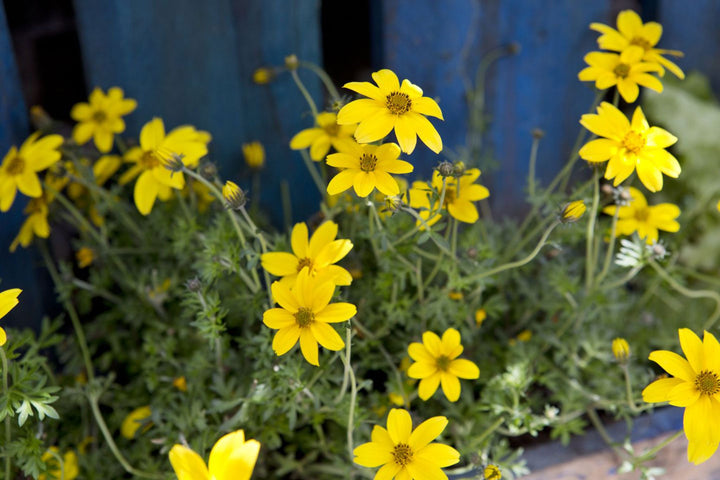 Yellow Bidens Flower Seeds for Planting – Heirloom Non-GMO High Germination Organic Garden Seeds