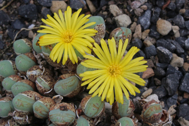 Conophytum Flower Seeds Yellow for Planting – Heirloom Non-GMO High Germination Seeds